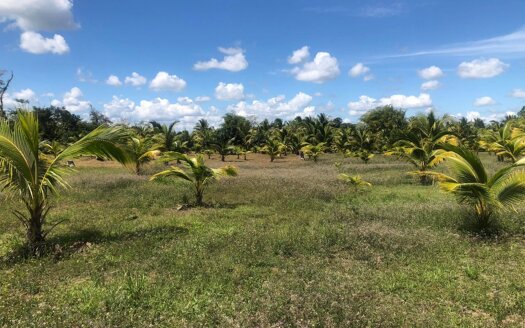 5 Acre Farm In Belmopan Belmopan