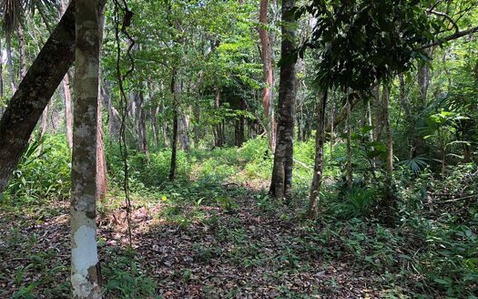 40 Acres With A View| Belize Real Estate