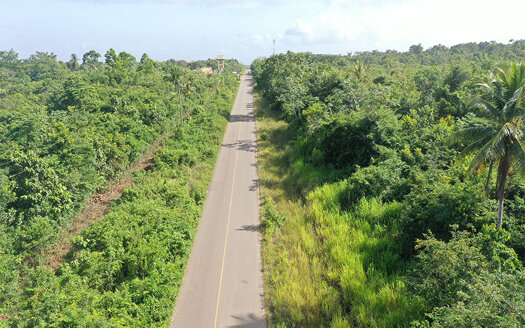 50 Acres Of Lush Jungle| Belize Real Estate|